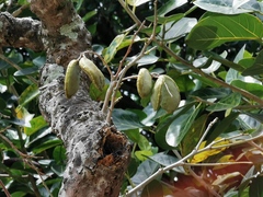 Millettia pinnata