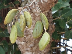 Millettia pinnata