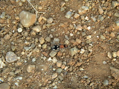 Ronisia brutia