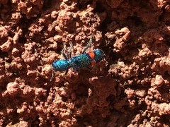 Trichodes penicillatus