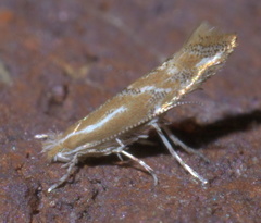 Phyllonorycter celtisella