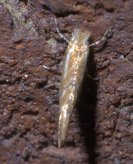 Phyllonorycter celtisella