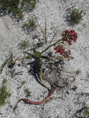 Codonorhiza micrantha