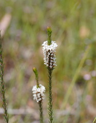 Epacris lanuginosa