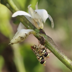 Ischiodon scutellaris