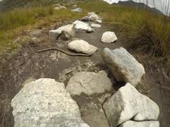 Hemachatus haemachatus