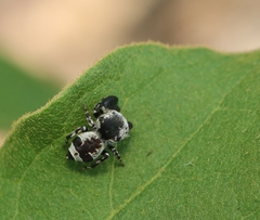 Rhene albigera