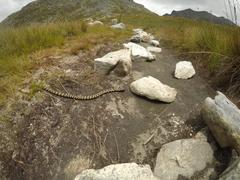 Hemachatus haemachatus