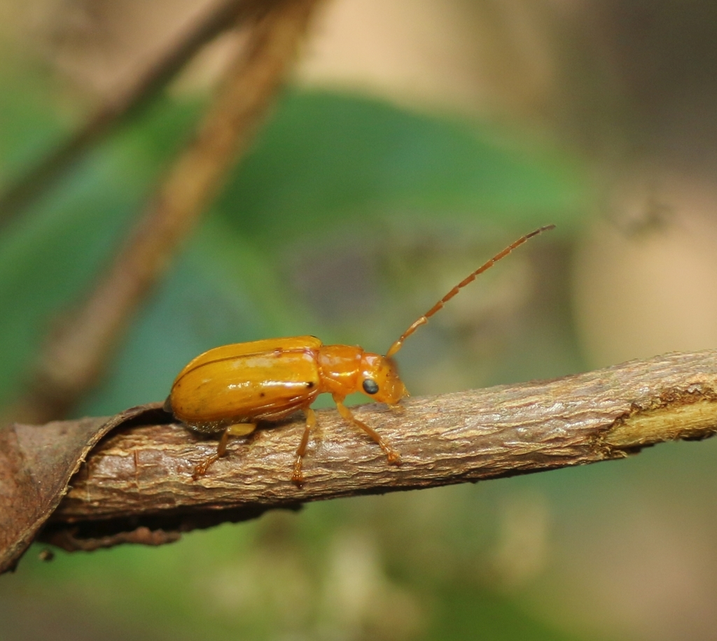 Taumacera indicola