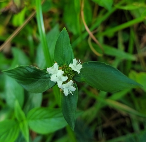 Spermacoce remota observed 2025-09-19