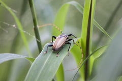 Retrachydes thoracicus