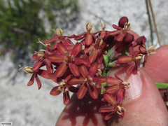 Codonorhiza micrantha