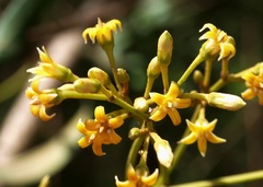 Parsonsia brownii