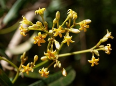 Parsonsia brownii