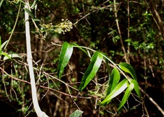 Parsonsia brownii