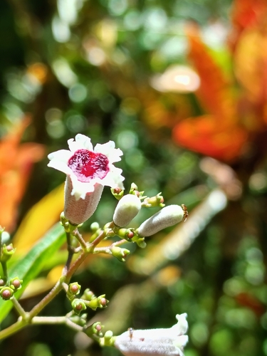 Paederia foetida observed 2025-09-19