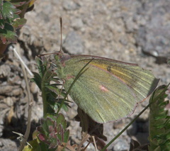 Colias meadii