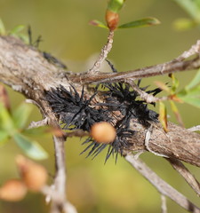 Septobasidium clelandii