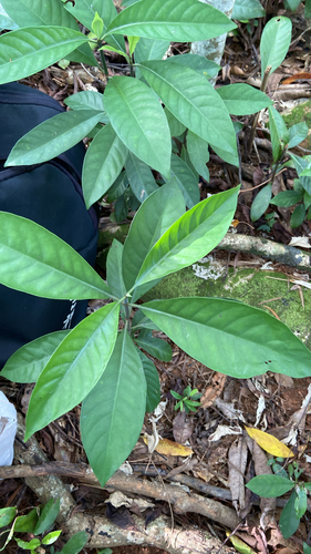 Psychotria rubra iNat (3)