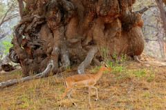 Xanthocercis zambesiaca