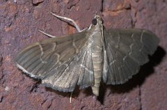 Pilocrocis ramentalis