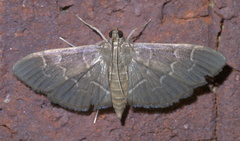 Pilocrocis ramentalis