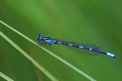 Coenagrion johanssoni