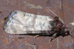 Platphalonidia lavana