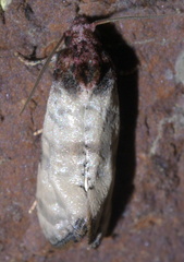Platphalonidia lavana