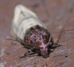Platphalonidia lavana