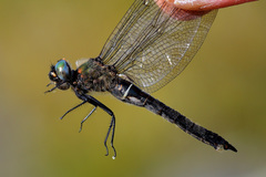 Somatochlora alpestris