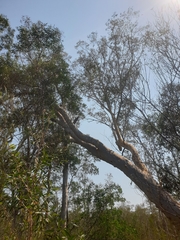 Eucalyptus racemosa