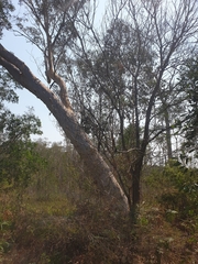 Eucalyptus racemosa