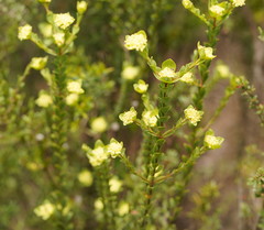 Pimelea flava flava