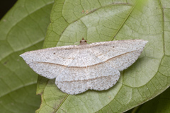 Heteralex rectilineata