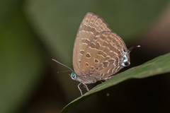 Arhopala sublustris