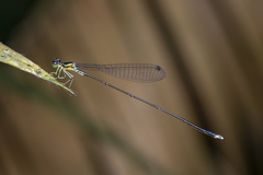 Amphicnemis gracilis