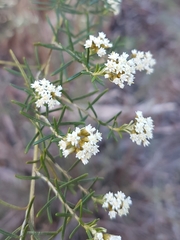 Ozothamnus thyrsoideus