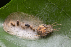 Neoscona nautica