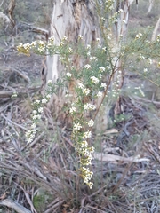 Ozothamnus thyrsoideus