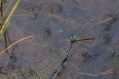 Coenagrion johanssoni