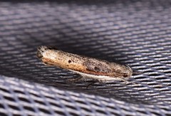 Xylorycta melaleucae