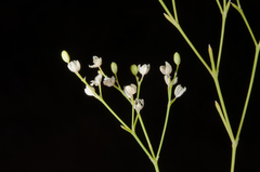 Paramollugo nudicaulis
