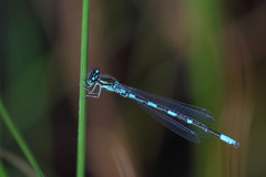 Coenagrion johanssoni