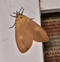 Asota iodamia