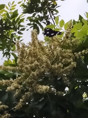 Hypolimnas bolina