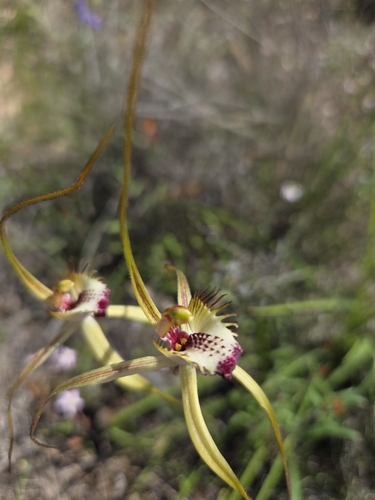 Wonderful Caladenia (Caladenia ×)