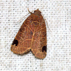 Imosca megastigmata