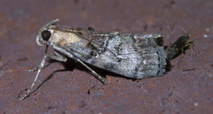 Pococera maritimalis