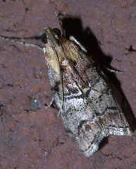 Pococera maritimalis